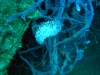 epv 0061.jpg Nudibranche Jorunna funebris à Tangat wreck, Coron bay, Busuanga, Philippines
