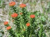 dsc 8402.jpg Fleurs dans le parc national Ile-Alatau