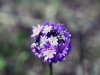 dsc 8404.jpg Fleurs dans le parc national Ile-Alatau