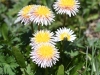 dsc 8493 Fleurs dans le parc national Ile-Alatau