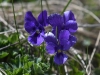 dsc 8538.jpg Violettes dans le parc national Ile-Alatau