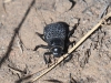 dsc 8175.jpg Insecte non déterminé dans le désert de Tauqum