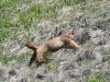 dsc 8445.jpg Marmotte de l'Altaï Marmota baibacina dans le parc national Ile-Alatau