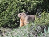 dsc 8723.jpg Marmotte de l'Altaï Marmota baibacina dans le parc nationald' Ile-Alatau