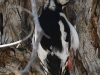 dsqc 7859.jpg Pic à ailes blanches Dendrocopos leucopterus dans la forêt de Topar