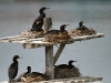 dsc 2780.jpg Perchoir à cormorans du Cap à Lambert's bay
