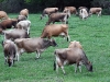 dsc 1951.jpg Troupeau de vaches à la ferme Grootvaderbosch