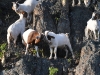 dsc 2199.jpg Troupeau de chèvres dans le Karoo