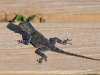 dsc 9456.jpg Gecko sp au Cape Point Park