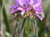 dsc 0351.jpg Pelargonium sp à Gansbaai