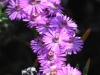 dsc 0356.jpg Asteraceae sp à Gansbaai