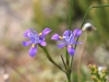dsc 3077.jpg Iris Moraea polystachya dans le West coast national park