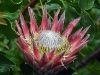 dsc 3456.jpg Protea cynaroides au jardin botanique de Kirstenbosch