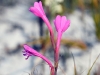dsc 9703.jpg Fleurs non déterminées au Cape Point Park
