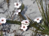 dsc 9704.jpg Fleurs non déterminées au Cape Point Park