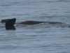 dsc 0064.jpg Baleine à bosse Megaptera novaeangliae à Gansbaai