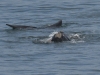 dsc 0068.jpg Baleine à bosse à Gansbaai