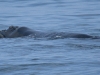 dsc 0072.jpg Baleine à bosse Megaptera novaeangliae à Gansbaai