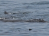 dsc 0079.jpg Baleine à bosse Megaptera novaeangliae à Gansbaai