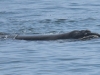 dsc 0080.jpg Baleine à boss Megaptera novaeangliaee à Gansbaai