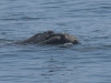 dsc 0082.jpg Baleine à bosse Megaptera novaeangliae à Gansbaai