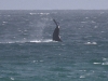 dsc 1165.jpg Baleine franche australe Eubalaena australis à la plage de Hoop