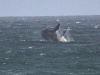 dsc 1212.jpg Baleine franche australe Eubalaena australis à la plage de Hoop