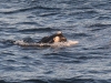 dsc 3417.jpg Baleine franche australe Eubalaena australis à Hermanus