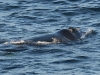 dsc 3422.jpg Baleine franche australe Eubalaena australis à Hermanus