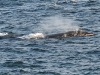 dsc 3423.jpg Baleine franche australe Eubalaena australis à Hermanus