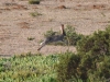 dsc 904.jpg Lièvre du Cap Lepus capensis à la Résere Nature de Hoop