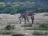 dsc 0953.jpg Zèbre de montagne du Cap Equs zebra zebra à la réserve de Hoop