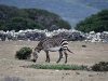 dsc 1132.jpg Zèbre de montagne du Cap Equs zebra zebra à la réserve de Hoop