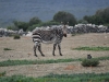 dsc 1133.jpg Zèbre de montagne du Cap Equs zebra zebra à la réserve de Hoop