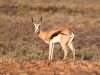 dsc 2209.jpg Sprinbok Antidorcas marsupialis dans le Karoo