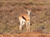 dsc 2211.jpg Sprinbok Antidorcas marsupialis dans le Karoo