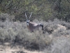 dsc 2334.jpg Oryx ou Gemsbok Oryx gazella dans le Tankwa Karoo National Parc