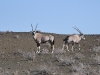 dsc 2391.jpg Oryx ou Gemsbok Oryx gazella dans le Tankwa Karoo National Parc