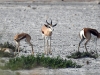 dsc2642.jpg Springbok Antidorcas marsupialis à Eland's bay