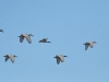 dsc 0651.jpg Vol d'ibis sacrés dans le Parc National Agulhas