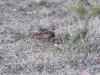 dsc 1313.jpg Alouette bateleuse Mirafra apiata à la réserve de Hoop