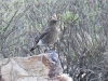 dsc 2543.jpg Traquet montagnard femelle Oenanthe monticola au Hartnekskloof lodge dans le Karoo