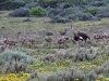 dsc 3112.jpg Famille d'autruches dans le West coast national park