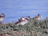 dsc 9298.jpg Canards du Cap Anas capensis à la Réserve Nature de False Bay