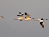 dsc 9491.jpg Avocettes élégantes Recurvirostra avosetta à la Réserve Nature de False Bay