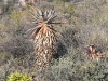 dsc 2523.jpg Aloe sp dans le bush du Hartnekskloof lodge dans le Karoo