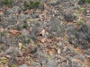 dsc 2530.jpg Aloes sp dans le bush du Hartnekskloof lodge dans le Karoo