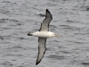 dsc 5524.jpg Albatros de Stead Thalassarche cauta en mer