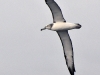 dsc 5614.jpg Albatros de Stead Thalassarche cauta en mer