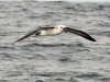 dsc 5645.jpg Albatros de Carter Thalassarche carteri en mer